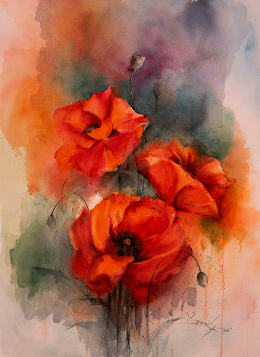 Poppies