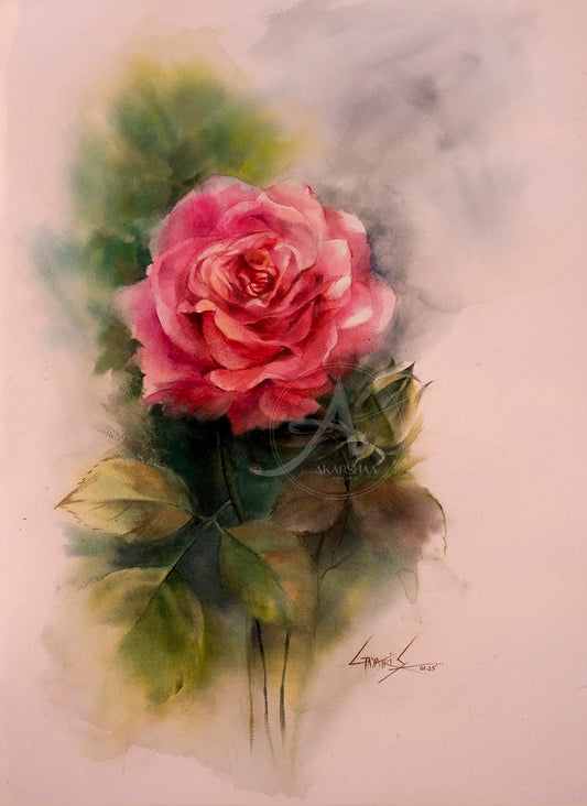 Pink Rose